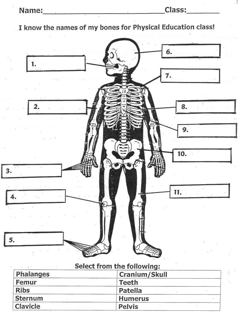 Bones For Kids Worksheet Google Search Learning Worksheets Worksheets