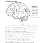 Brain Parts Fill In The Blank Color Nervous System Lesson Biology
