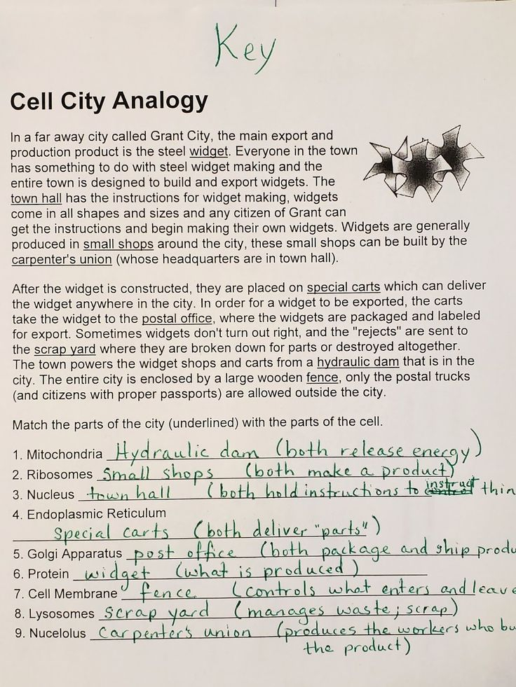 Cell Analogies Worksheet Answers Unique Mrs Counts 7th Grade Science