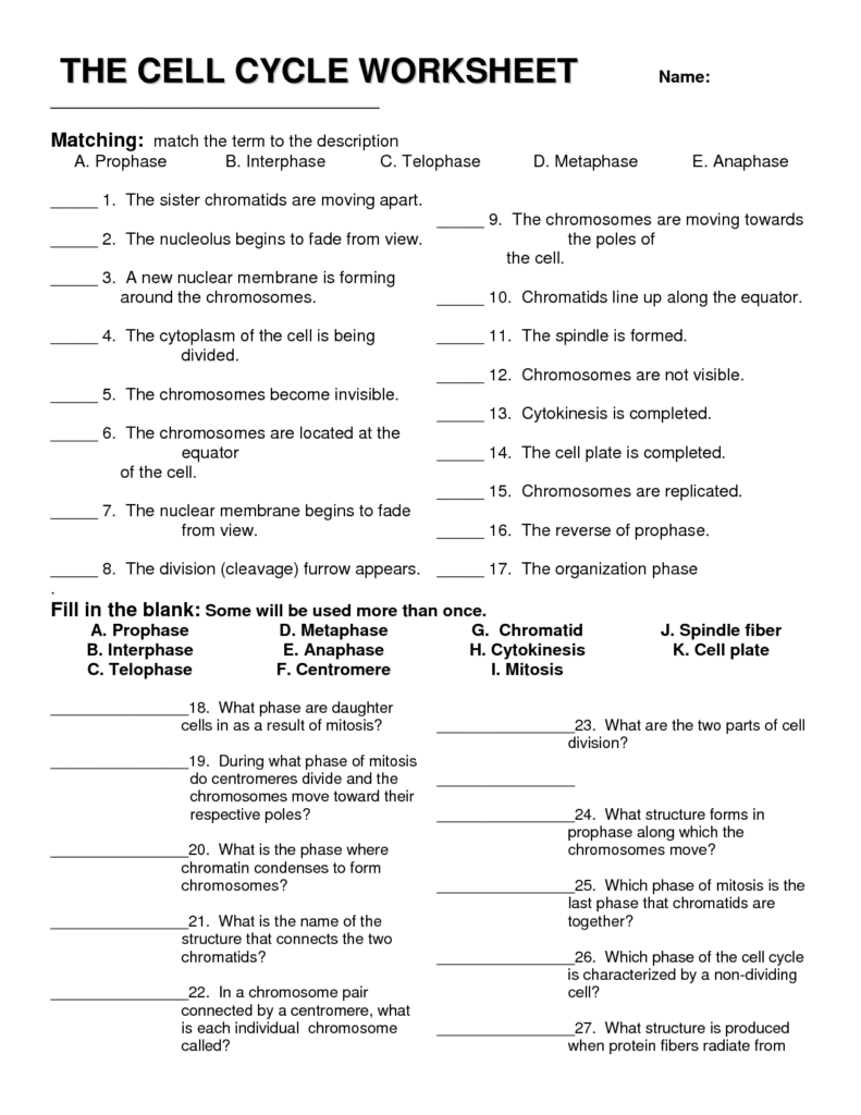 Cell Cycle Worksheet THE CELL CYCLE WORKSHEET DOC Biology 