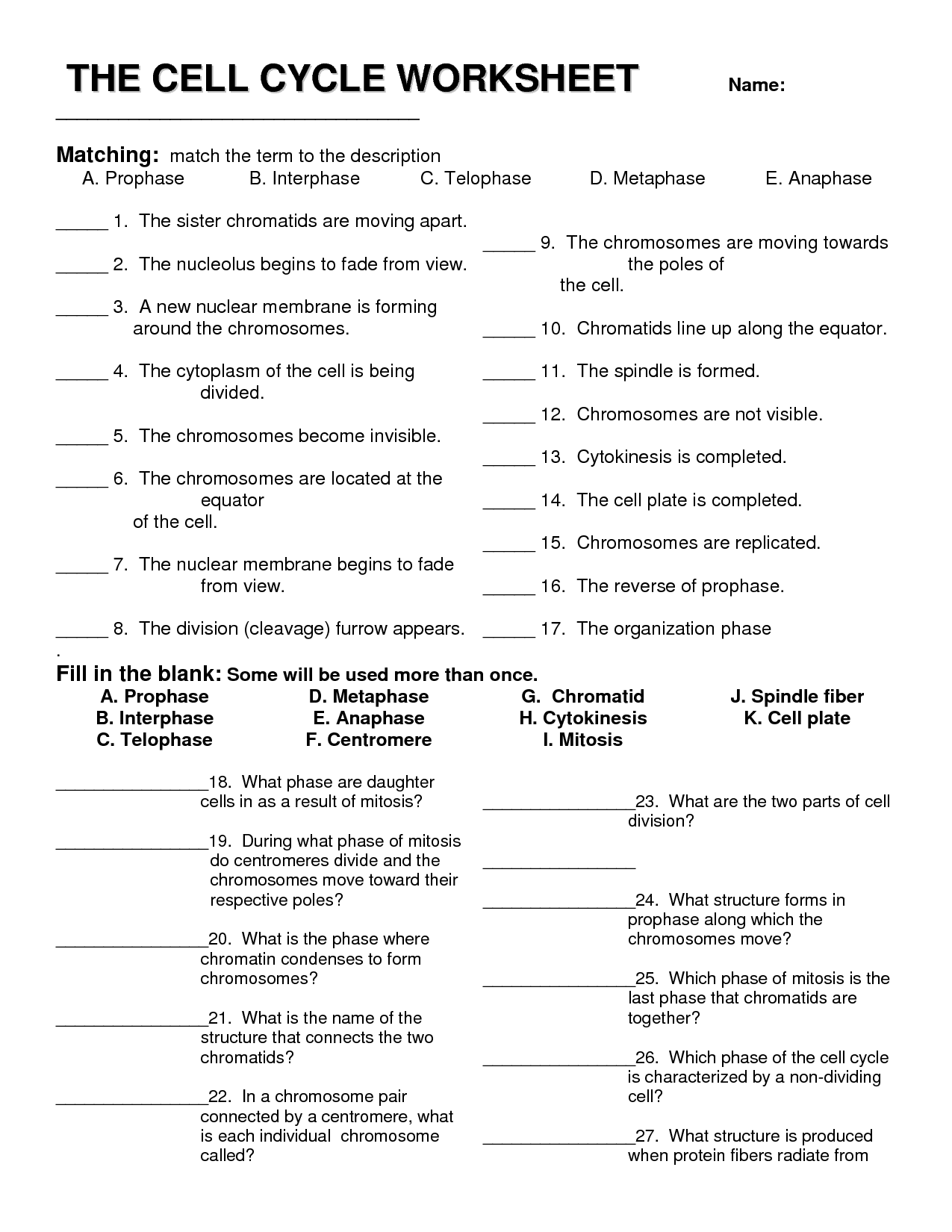 Cell Cycle Worksheet THE CELL CYCLE WORKSHEET DOC Biology