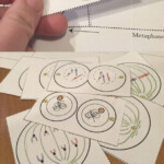 Cell Division Reading Comprehension Worksheet Mitosis And Meiosis