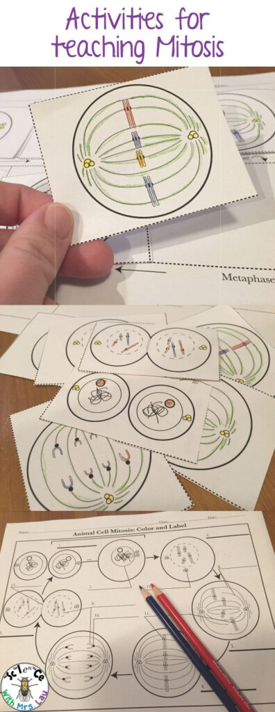 Cell Division Reading Comprehension Worksheet Mitosis And Meiosis 