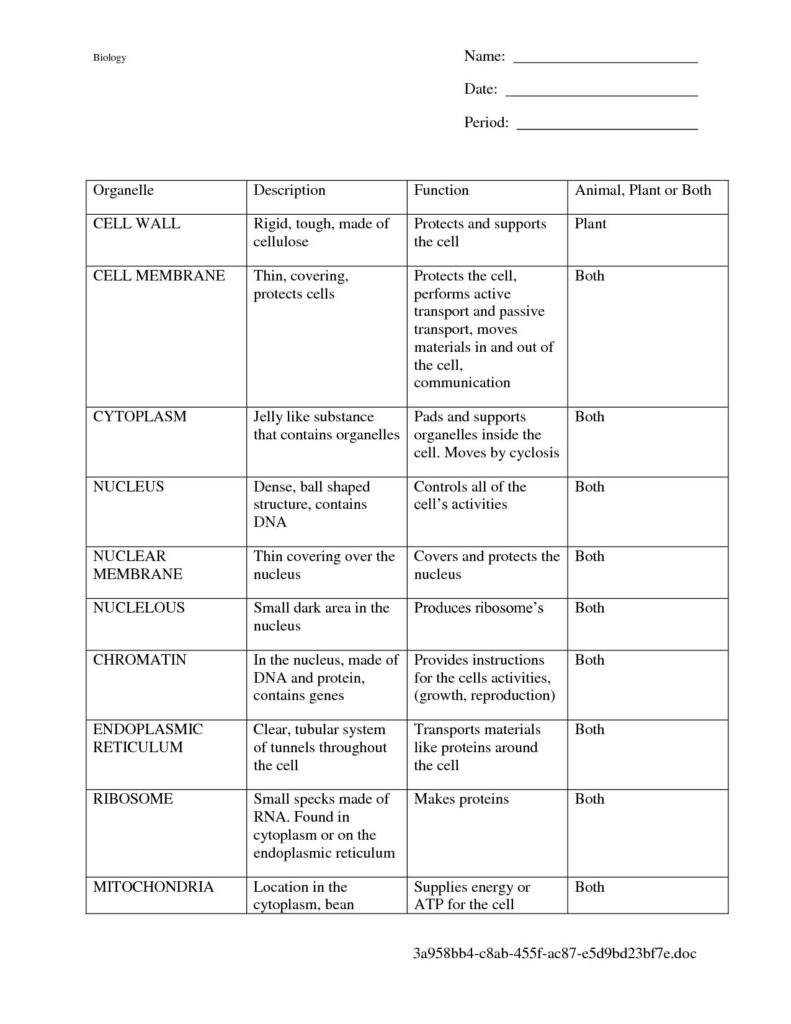 Cells Alive Plant Cell Worksheet Answer Key