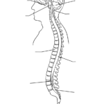 Central Nervous System Worksheet Coloring Page Free Printable