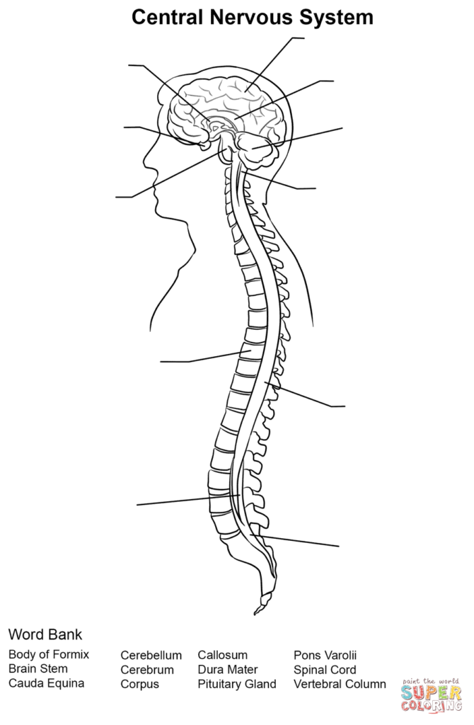 Central Nervous System Worksheet Coloring Page Free Printable 