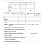 Chromosomes And Meiosis Reinforcement Worksheet Answers Meiosis