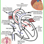 Circulatory System Printable Picture Theme Flash Cards Classroom