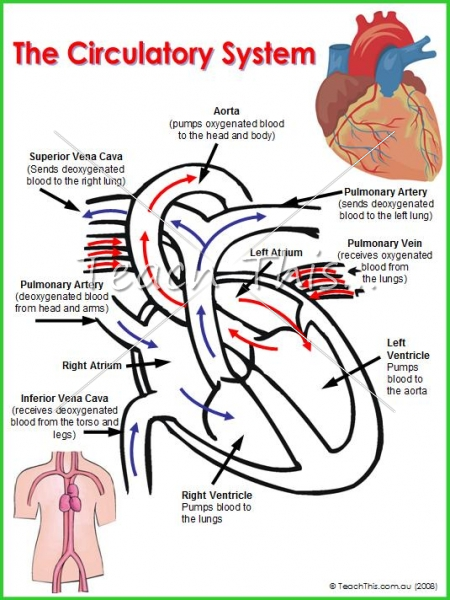 Circulatory System Printable Picture Theme Flash Cards Classroom