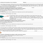 Darwins Natural Selection Worksheet Answers Natural Selection Darwins