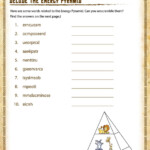 Decode The Energy Pyramid View 6th Grade Worksheets SoD