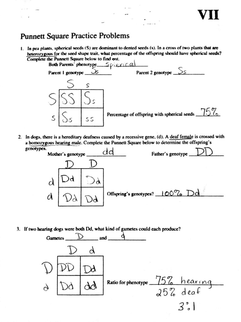 Dihybrid Punnett Square Practice Answer Key Punnett Square Dihybrid 