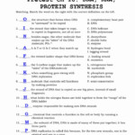 Dna And Rna Worksheet Answers Luxury Worksheet 3 The Nsa At Work