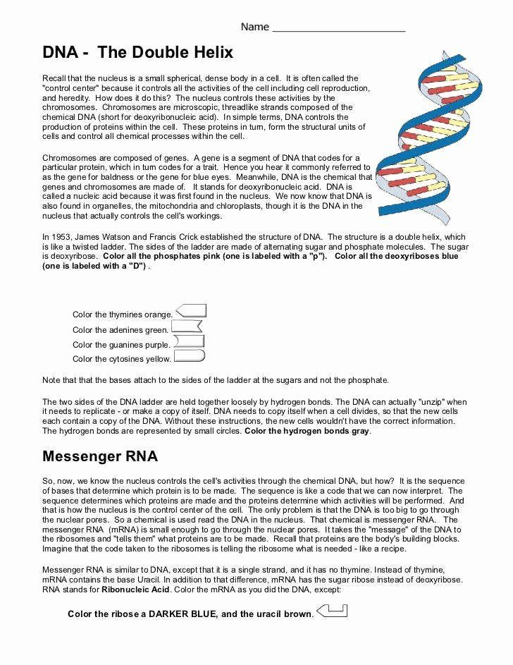 Dna The Double Helix Worksheet Lovely Dna Worksheet In 2020 Dna 