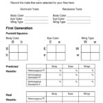 Dominant And Recessive Genes Worksheets 99Worksheets