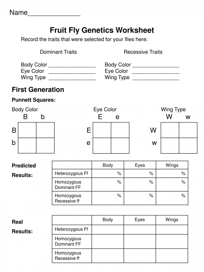 Dominant And Recessive Genes Worksheets 99Worksheets