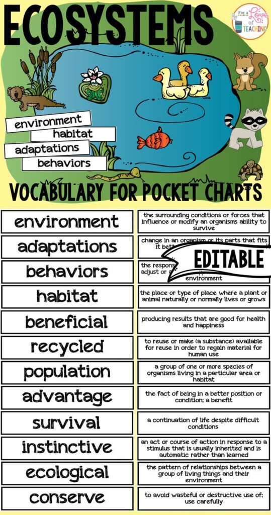 Ecosystems Pocket Chart Vocabulary EDITABLE Teaching Ecosystems 