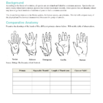 Evolution Of Human Thumb Evidence Of Human Evolution Worksheet