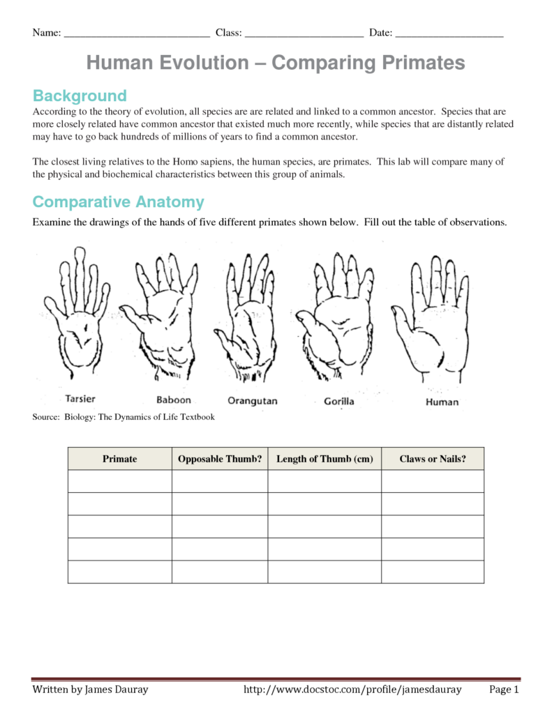 Evolution Of Human Thumb Evidence Of Human Evolution Worksheet 