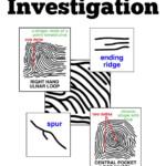 Fingerprint Basics Worksheet Answers Worksheet List