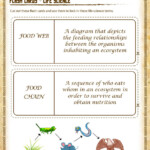 Flash Cards Life Science View Worksheet For 7th Grade SoD