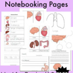 FREE Human Body Organs Notebooking Pages For Grades K 3