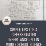 FREE Punnett Square PDF Practice Worksheets All Levels Middle