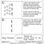 GCSE Biology Diffusion Osmosis And Active Transport Worksheet Pack