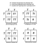 Genetics For Kids Mini Lecture And Punnett s Square Activity 7th