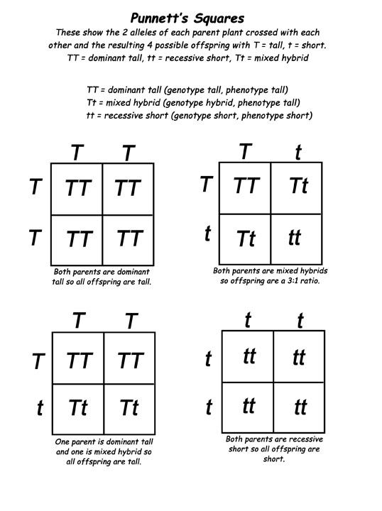 Genetics For Kids Mini Lecture And Punnett s Square Activity 7th 