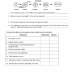 Good Lesson Plan For Life Science Grade 11 Mitosis Worksheet Cells