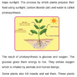 Grade 4 Science Lesson 4 Life Processes Primary Science Science