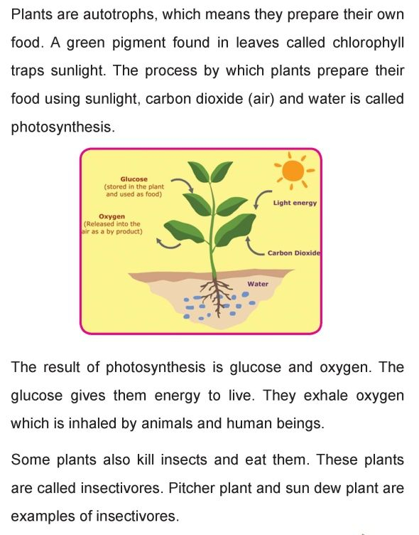 Grade 4 Science Lesson 4 Life Processes Primary Science Science 