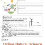 Grade 8 Online Natural Science Photosynthesis For More Worksheets