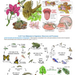 Grades 3 5 Life Science Standards And Poster 11x17