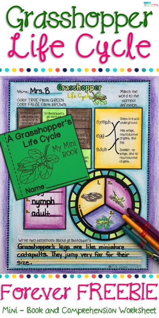 Grasshopper Life Cycle Close Reading Life Cycles Upper Elementary 