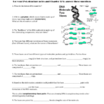 History Of Dna Worksheet Answers Global History Blog