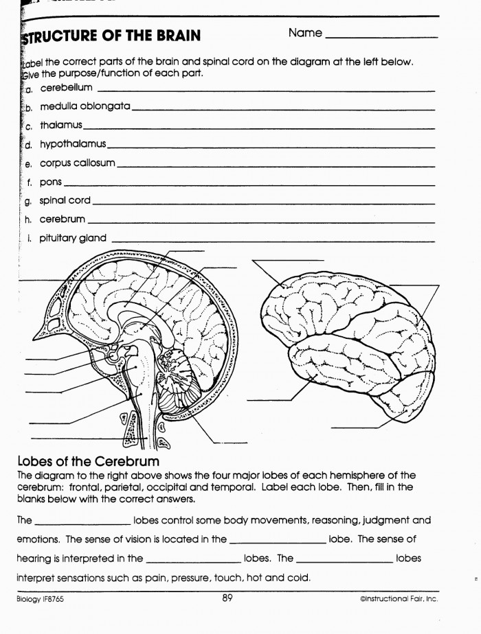 Human Anatomy Brain Worksheets 99Worksheets