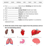Human Body Online Activity For Grade 3 You Can Do The Exercises Online