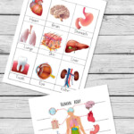 Human Body Printables For Kids