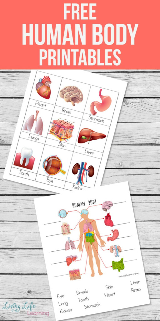 Human Body Printables For Kids