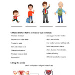 Human Body Systems And Senses Test Worksheet