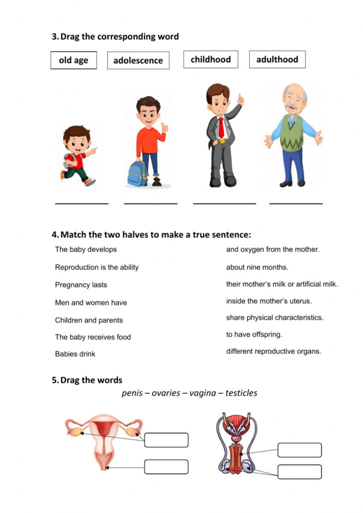 Human Body Systems And Senses Test Worksheet