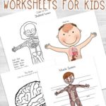 Human Body Worksheets For Kids Human Body Worksheets Body Worksheets