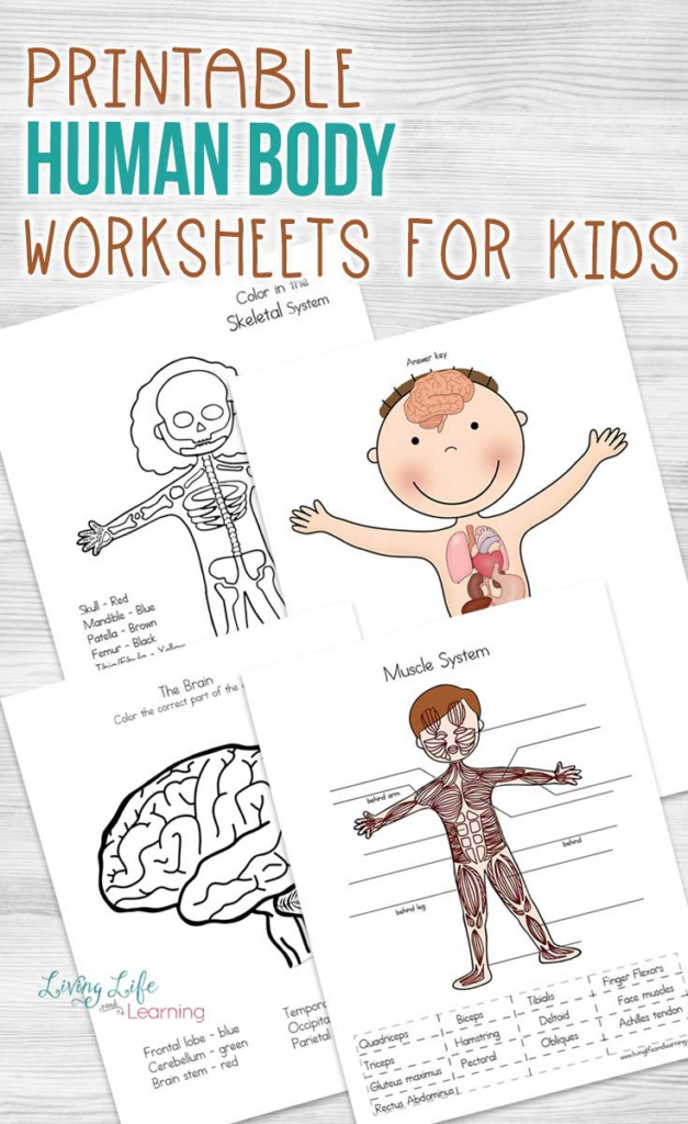 Human Body Worksheets For Kids Human Body Worksheets Body Worksheets 