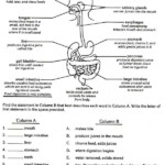 Human Digestion Worksheets 99Worksheets