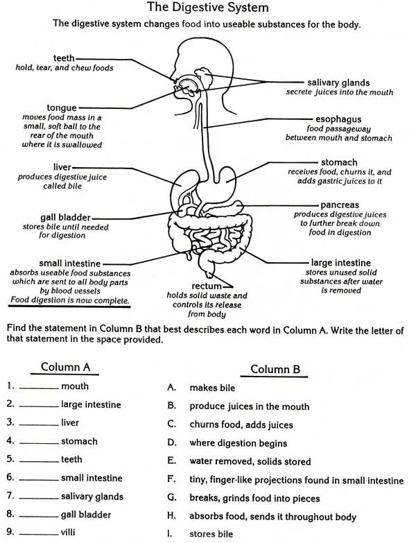 Human Digestion Worksheets 99Worksheets