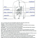 Human Digestive System Worksheet In 2020 Human Digestive System