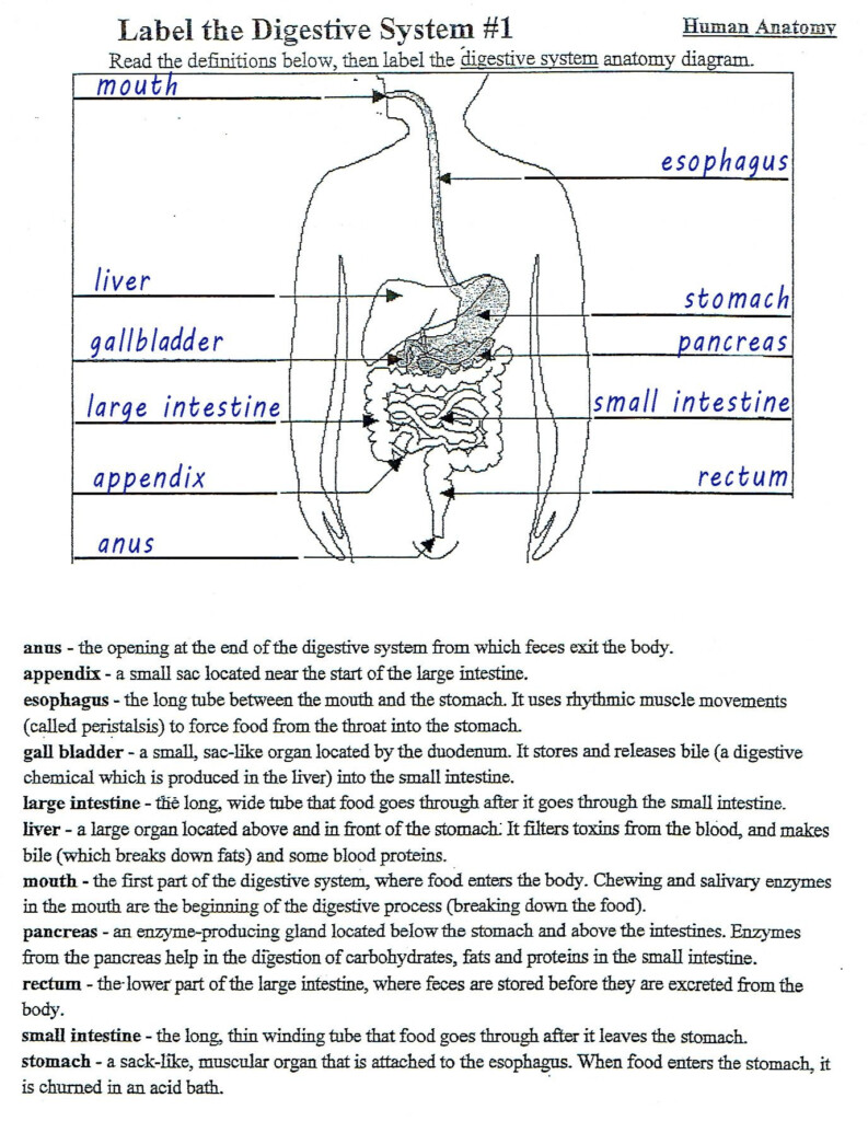 Human Digestive System Worksheet In 2020 Human Digestive System 