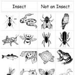 Insect Sort pdf Google Drive Insects Kindergarten Insects